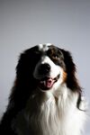 可爱边牧犬正面特写