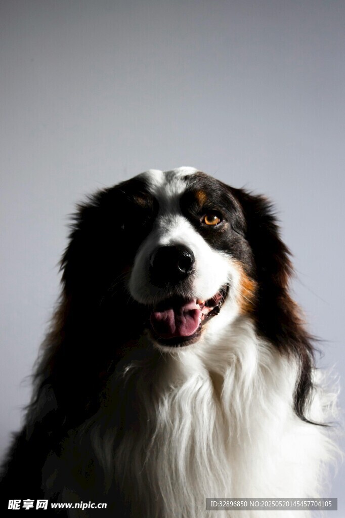 可爱边牧犬正面特写