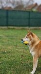 草地萌犬叼球瞬间