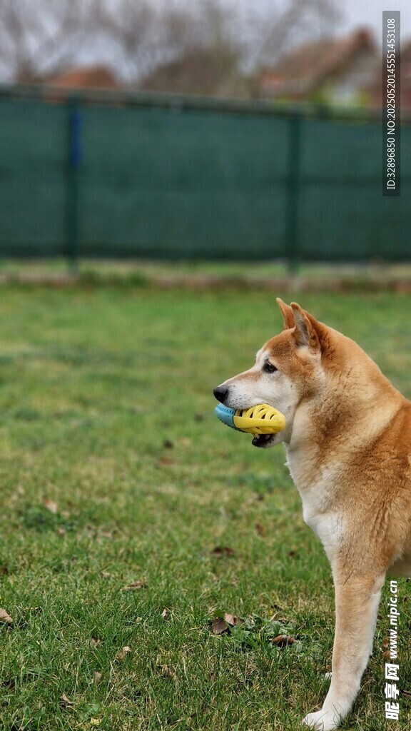 草地萌犬叼球瞬间