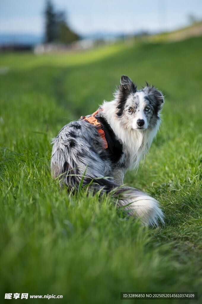 草地上的可爱边牧犬