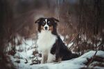 雪地中的边牧犬