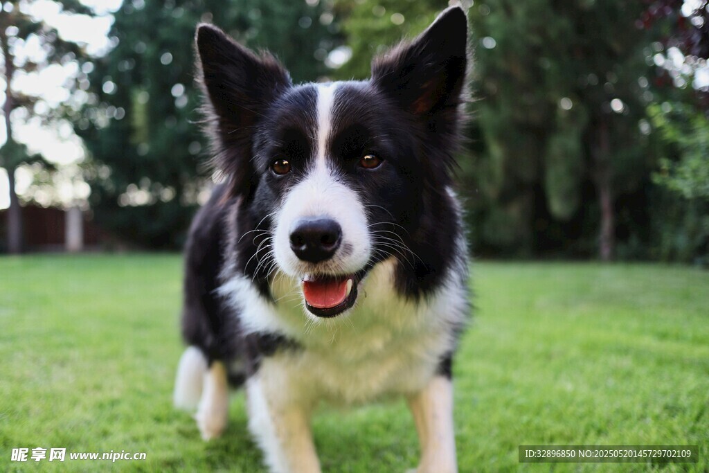 黑白犬在草地欢快奔跑