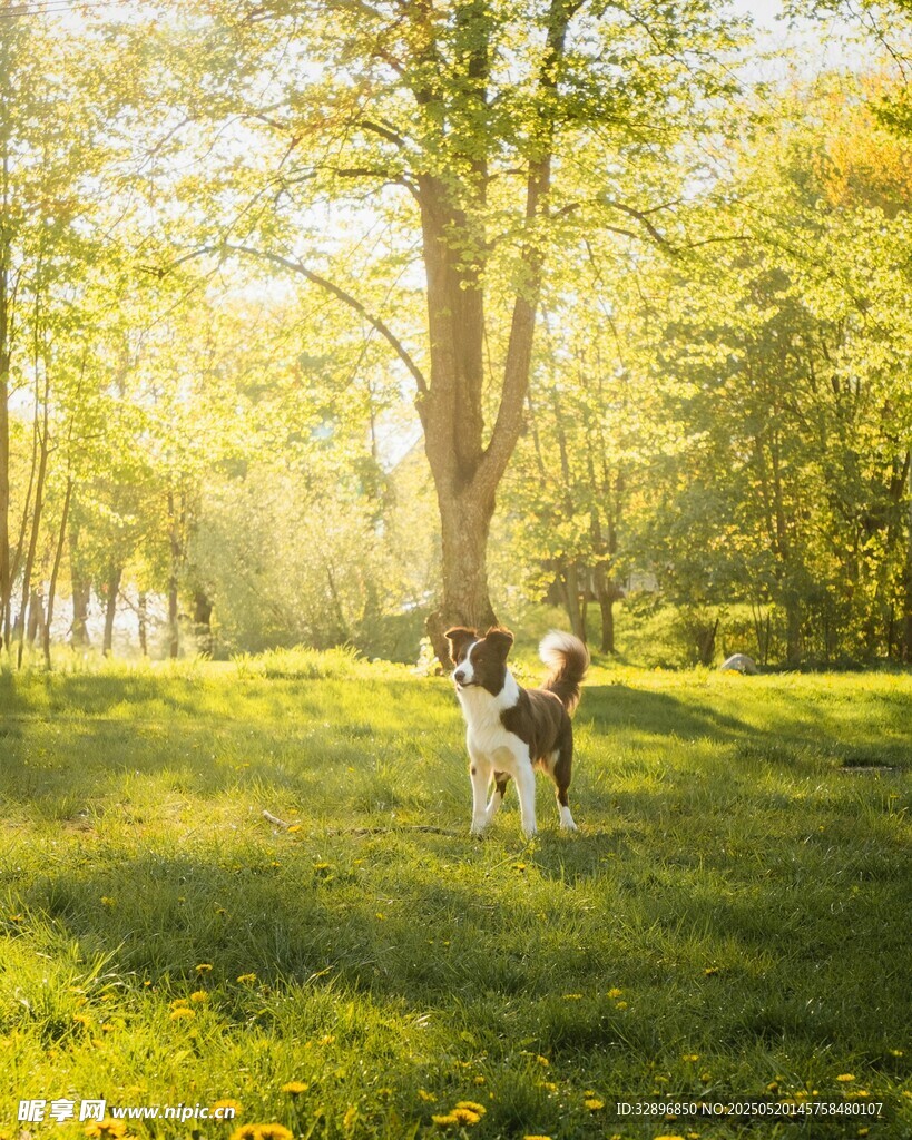 阳光下草地的人犬温馨画面