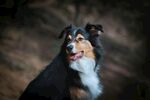 帅气三色牧羊犬正面特写