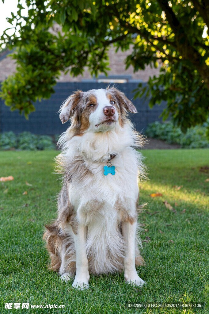 草地上的可爱长毛牧羊犬
