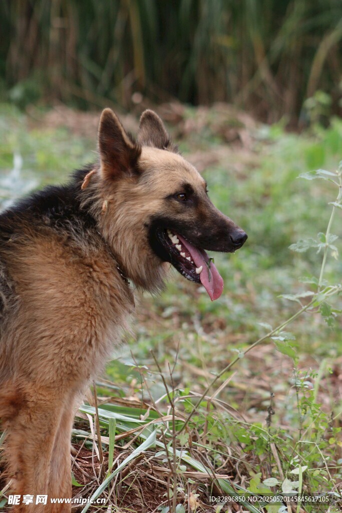 户外站立的德国牧羊犬