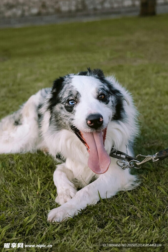 草地躺卧的可爱边牧犬
