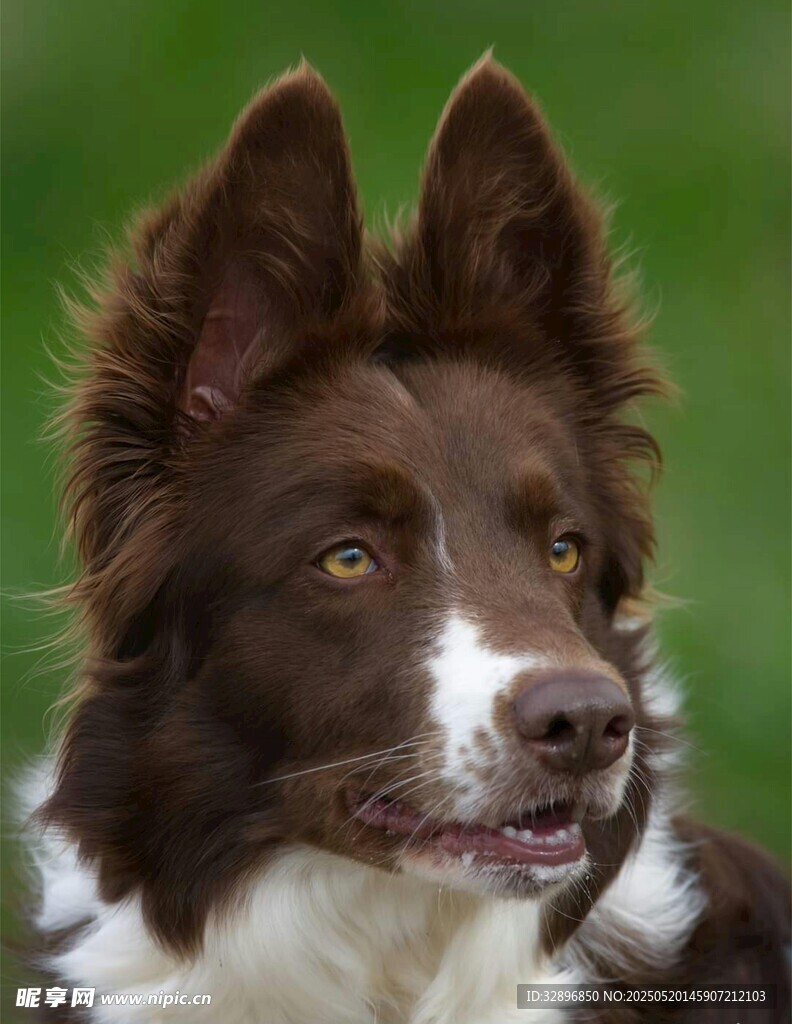 可爱边牧犬特写