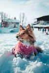 雪地中戴围巾的可爱狗狗