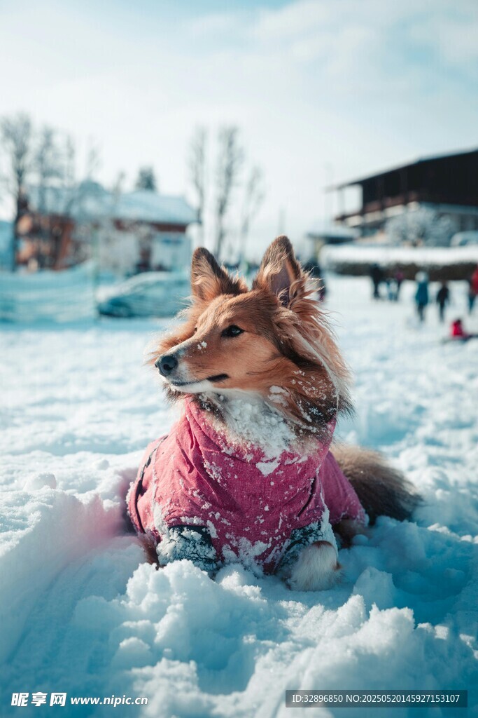雪地中戴围巾的可爱狗狗