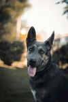 户外吐舌的帅气黑犬