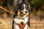 三色萌犬户外帅气模样