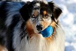牧羊犬叼着蓝色玩具球