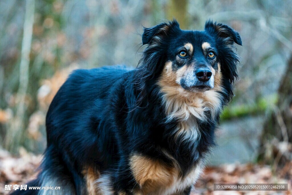 林间站立的三色牧羊犬