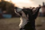 仰望天空的边牧犬