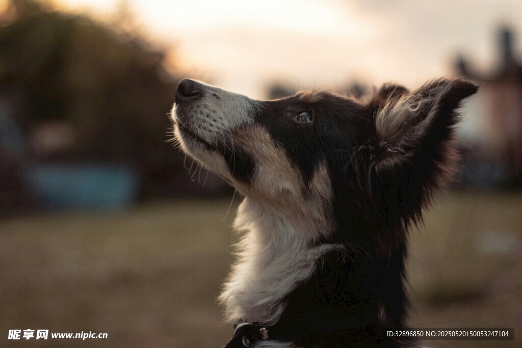 仰望天空的边牧犬