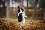 黑白犬叼飞盘于落叶间
