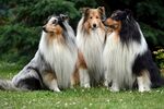 三只牧羊犬草地优雅坐立