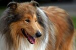 可爱苏格兰牧羊犬户外照
