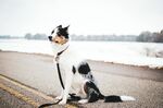 路边可爱黑白犬眺望远方