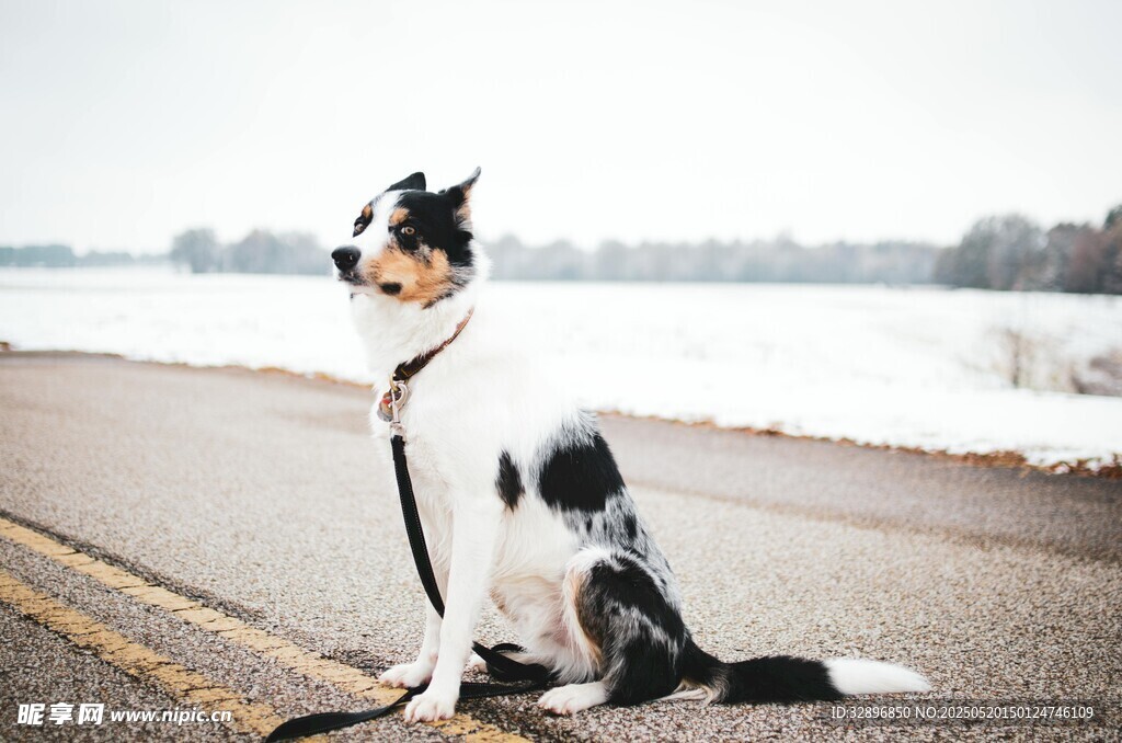 路边可爱黑白犬眺望远方