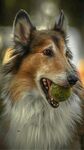 牧羊犬叼球瞬间