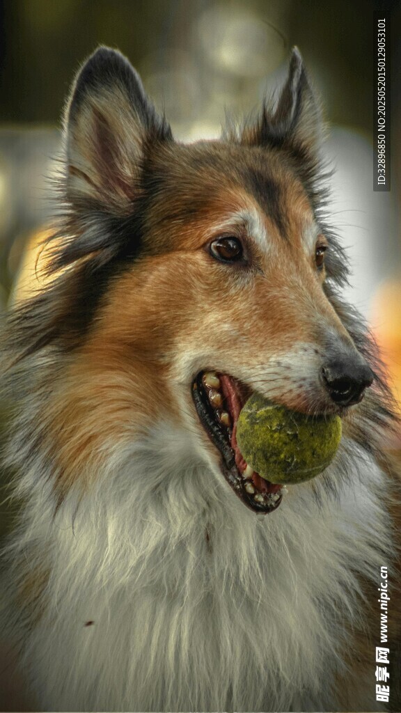 牧羊犬叼球瞬间