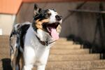三色犬张嘴露舌站在台阶