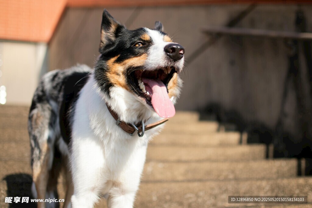 三色犬张嘴露舌站在台阶