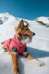 雪地中穿粉衣的可爱牧羊犬