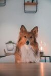 可爱牧羊犬端坐室内