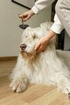给白毛犬温柔梳理毛发