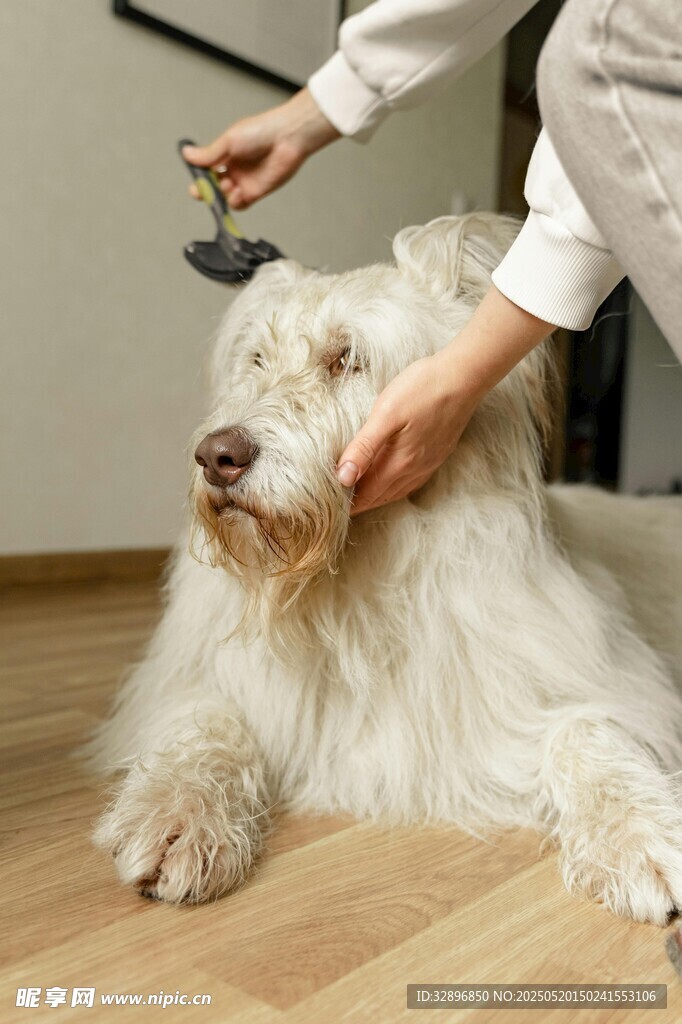 给白毛犬温柔梳理毛发