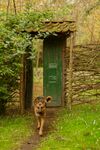 林间小屋旁的狗狗