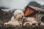 雪中小屋旁的可爱狗狗