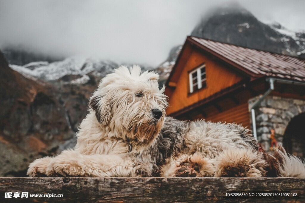 雪中小屋旁的可爱狗狗