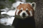 可爱小熊猫躲在树旁