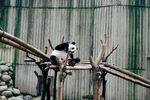 熊猫于木架上玩耍