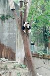 熊猫爬树憨态可掬