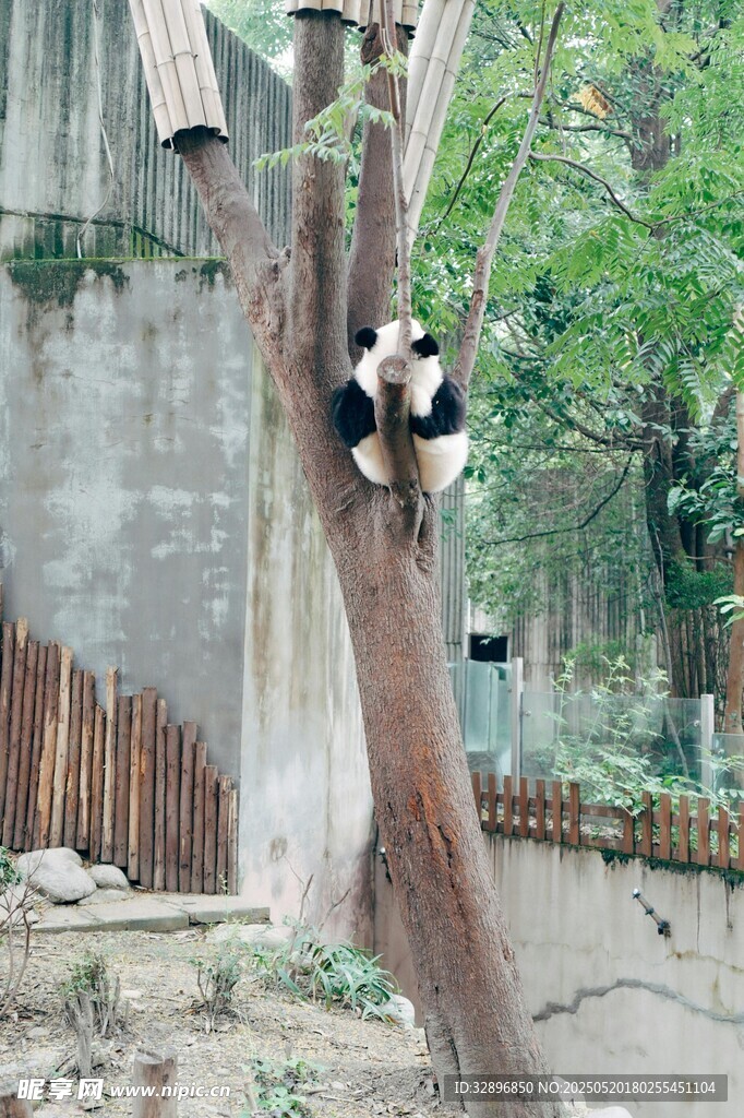 熊猫爬树憨态可掬