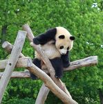 熊猫惬意坐于木架上