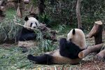 两只熊猫惬意享用竹子
