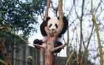 熊猫惬意攀于树枝间