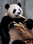 熊猫惬意享用美味竹子