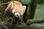 小熊猫惬意进食竹子