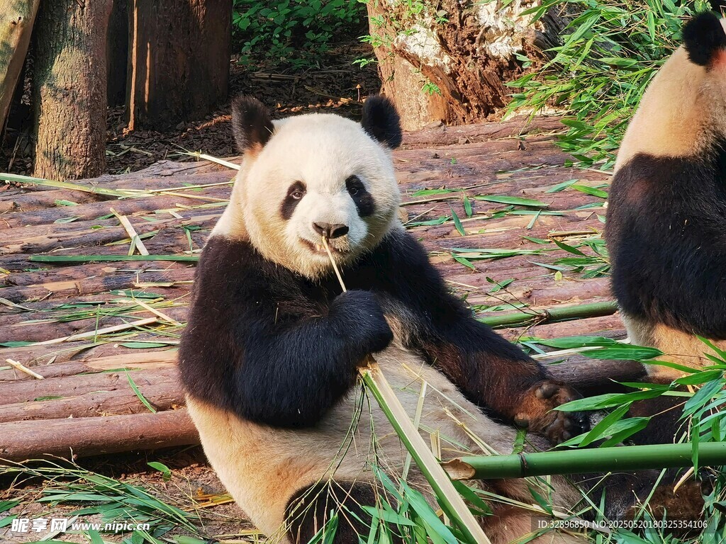 熊猫惬意享用新鲜竹子