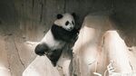 熊猫攀爬石壁