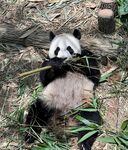 熊猫惬意享用鲜嫩竹子