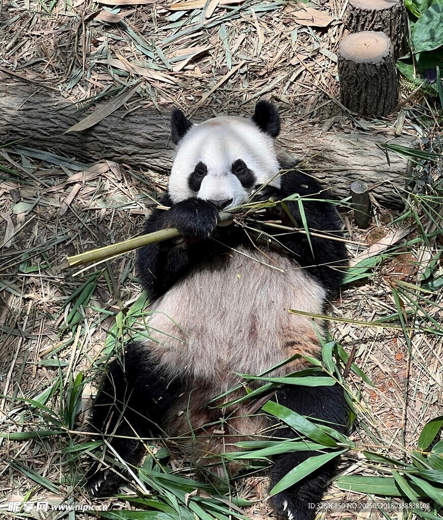 熊猫惬意享用鲜嫩竹子